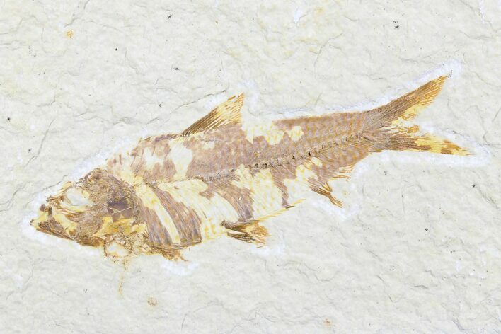 Detailed Fossil Fish (Knightia) - Wyoming #176352